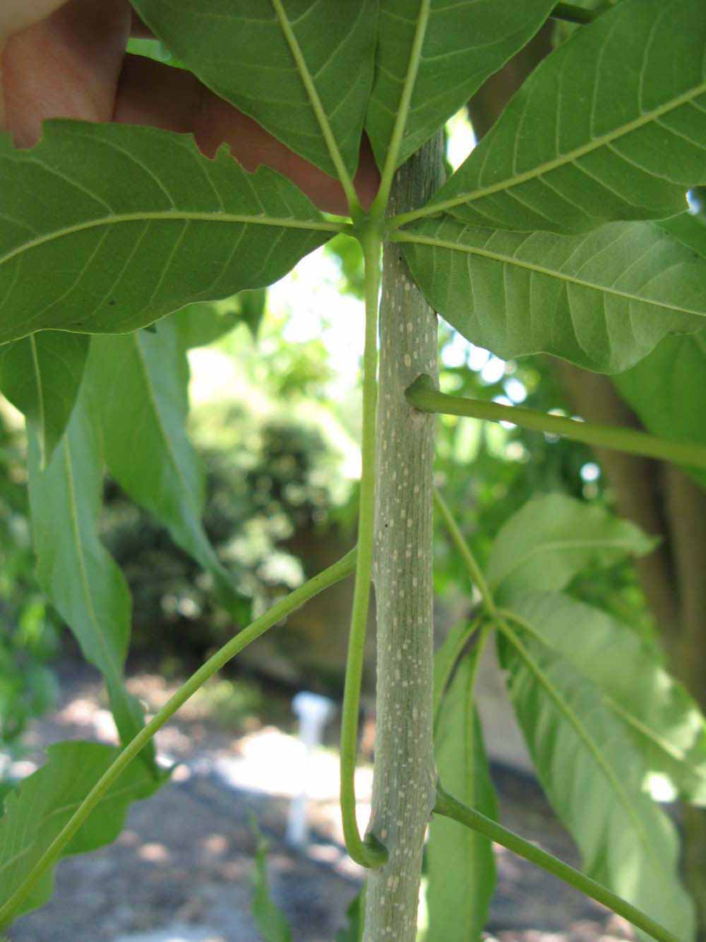              Petiole (Winter Haven, FL)       